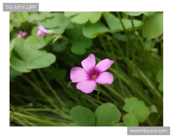 围绕火烧云全集展现家国使命与人性抉择的年代传奇大剧